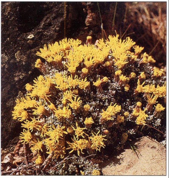 Nardophyllum bryoides
